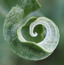 Jeune pousse végétale en spirale - émergence de la vie 